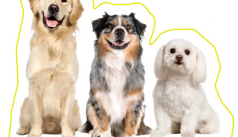 Nutrition Canine : Guide Complet pour les Propriétaires de Chiens de la Région Poitiers