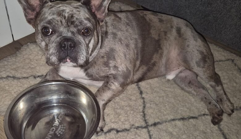 Croquettes RestoToutou : Les Chiens Rayonnent de Bonheur